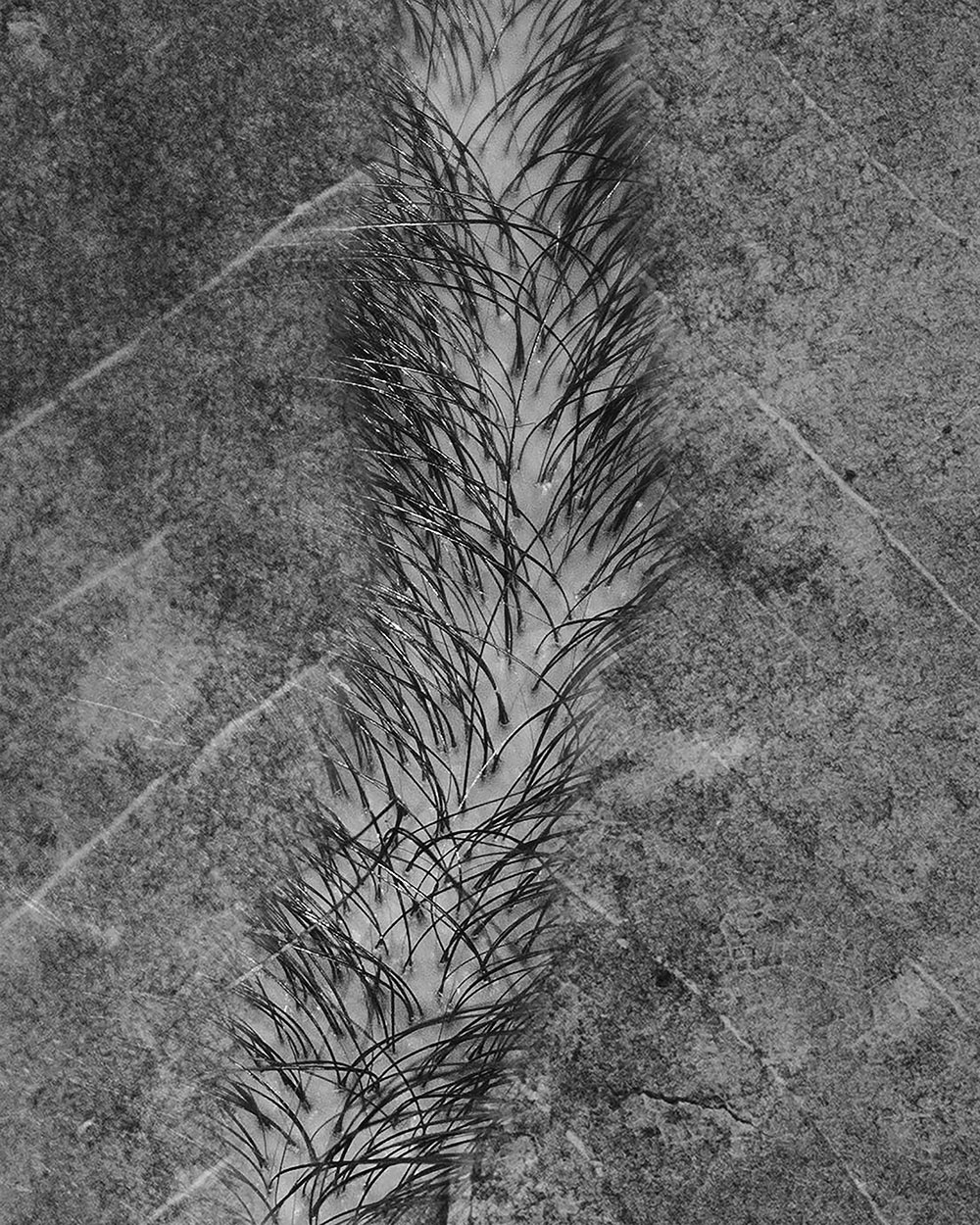 black and white photo by MSU photo student Kaneesha Handy of a leaf with hair in the middle