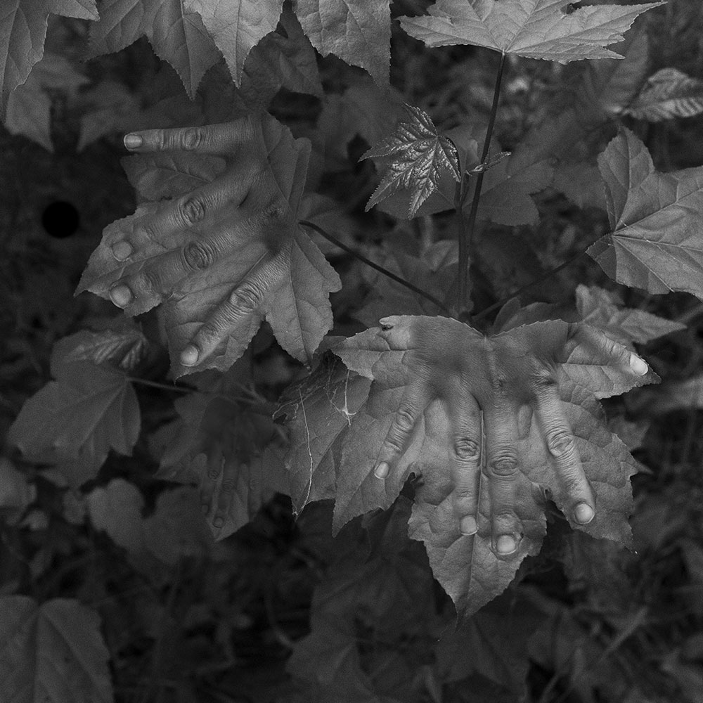 black and white photo by MSU photo student Kaneesha Handy of leaves with hands