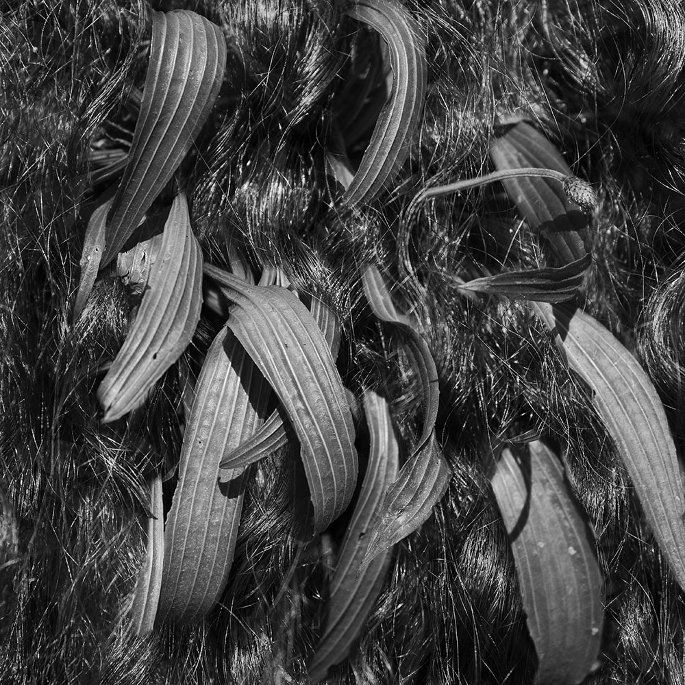 black and white photo by MSU photo student Kaneesha Handy of leaves mixed with hair