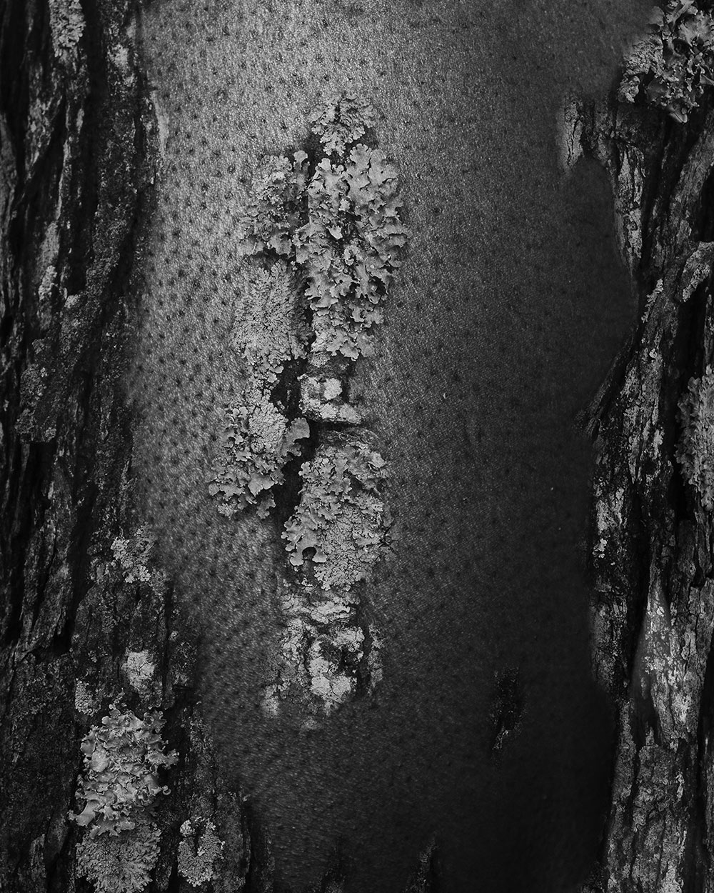 black and white photo by MSU photo student Kaneesha Handy of knee with bark in the center