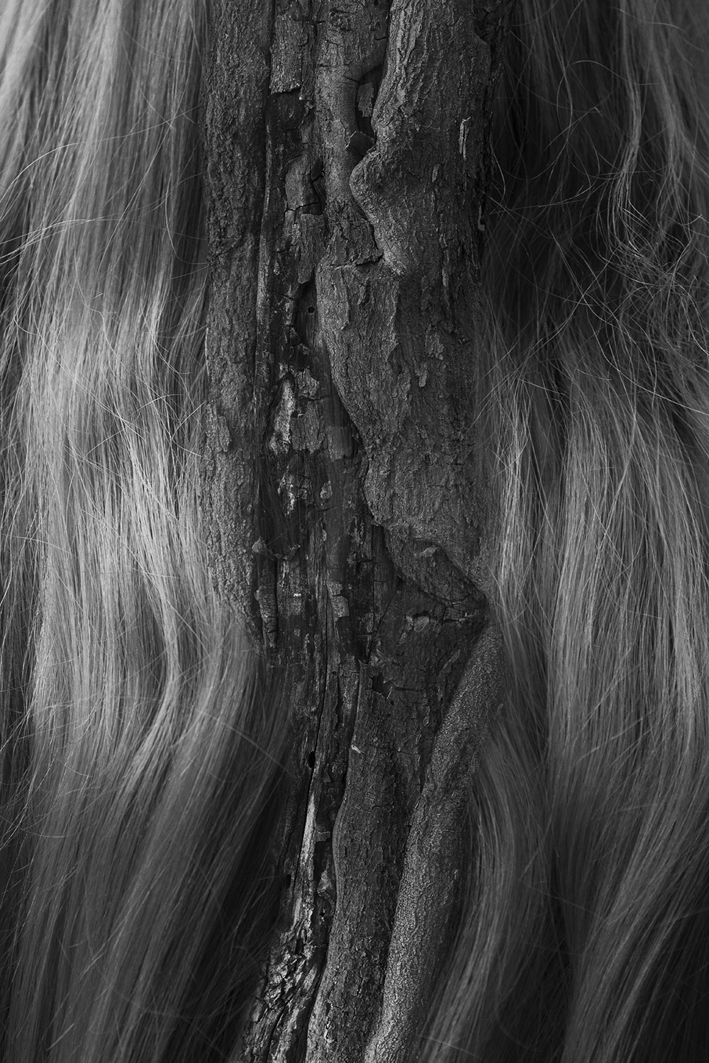 black and white photo by MSU photo student Kaneesha Handy of hair with tree in middle