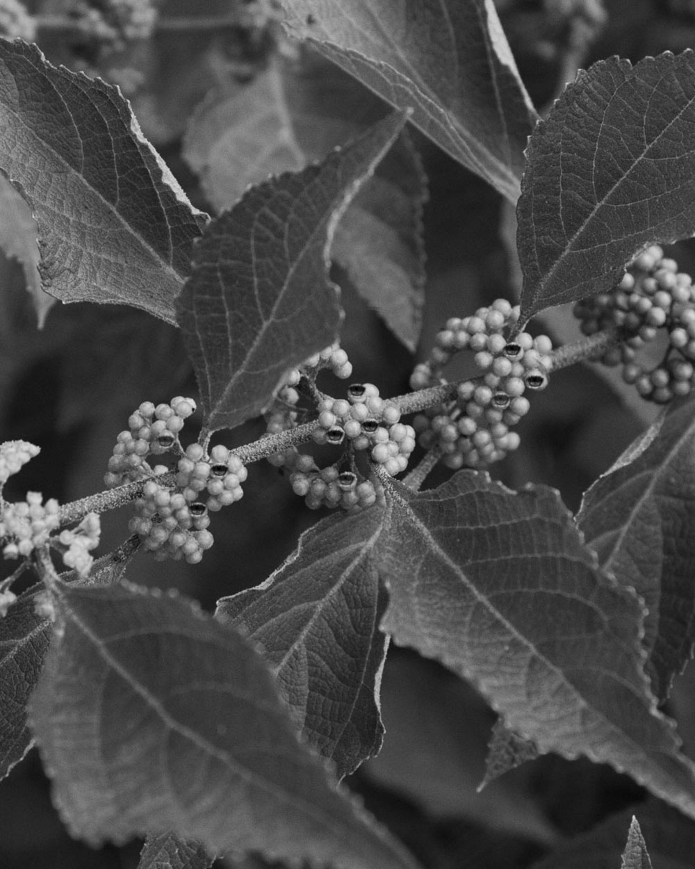 black and white photo by MSU photo student Kaneesha Handy of leaves with eyes in the buds